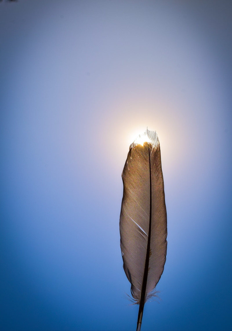 feather, blue, hd, nature, copy space, love, day, plant, portrait, plant part, vulnerability, tranquil scene, lightweight, sky, outdoors