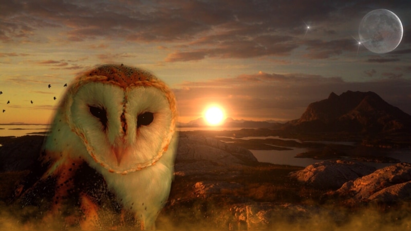 edited, nature, brown, moon, animal themes, photo, 1080P, lamdschaft, mystical, view, cloud - sky, white, fantastic, atmosphere, animals in the wild, fairytale
