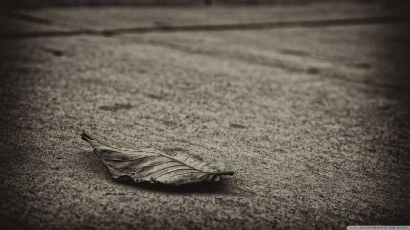 coated, 2K, no people, dry, auto post production filter, feather, selective focus, still life, close-up, surface level, animal, leaves, black, one animal