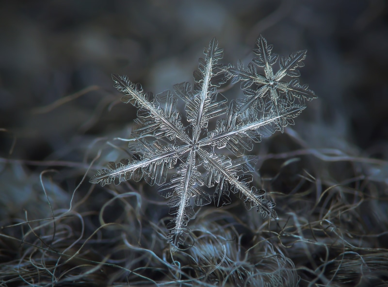 Beautiful, Closeup, detail, wilted plant, Star, Symbol, dandelion seed, Ornament, microscope, Fractal, geometric, Real, land, selective focus, Beauty, Crystal