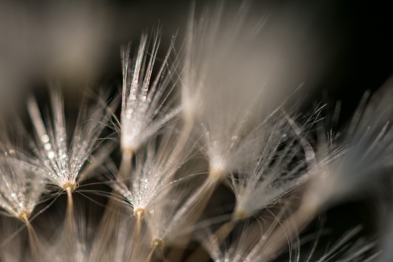 dandelions, flower, seed, Dandelion, close-up, plant, micro, up close, macro, 5K, nature, makro, fluffy, softness, photography, natur, summer