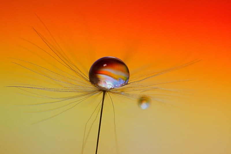 SCOTLAND, HSS, water, DANDELION, close, SMALL, WATER  DROP, PLANET, nature, close up photography, ORANGE, PLANETS, 4K, water droplet, MACRO, SEED, photography