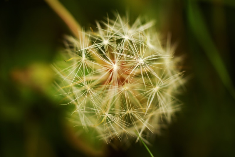 summer, seed, Canon, plant, 60mm, close-up, 4K, countryside, photography, macro, macro photography, nature, Tamron, flower, autumn, Dandelion
