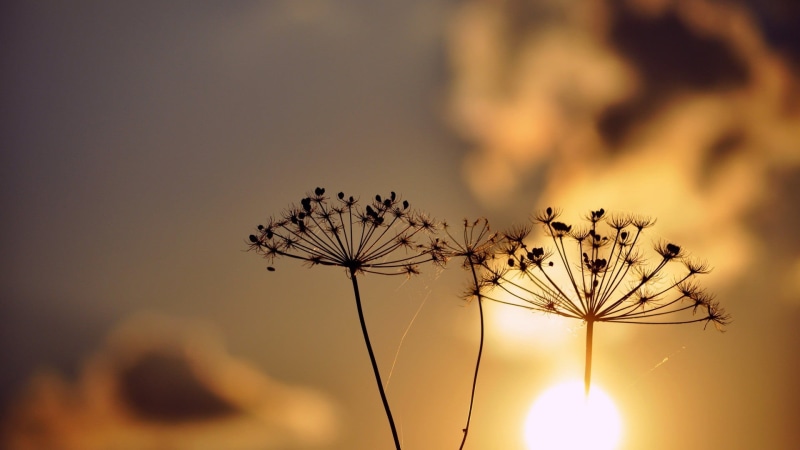 plant, sunlight, silhouette, plants, sun, beauty in nature, fragility, softness, tranquility, focus on foreground, photography, growth, dandelion seed