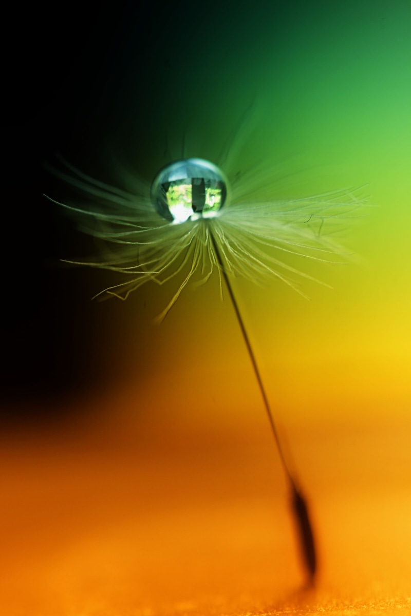 GREEN  ORANGE, selective, close-up, nature, flower  GARDEN, focus, WATERDROP, REFLECTION, SEED, WEED, DANDELION, LOVELY, selective focus, Everything in the garden