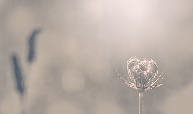 shallow, D750, white, seed, Le rêve, photography, dandelion, shallow focus, flower, macro, 1080P, season, lumière, de, nature, plant, light, closeup, focus