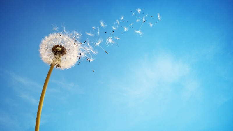 wind, summertime, flower, fragility, seed, atmosphere, dandelion seed, softness, blue background, close-up, flower head, 4K, white color, flying, blue