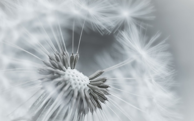 softness, day, 1080P, botany, black and white, growth, no People, fluffy, macro, vulnerability, flower Head, single Flower, dandelion, abstract, fragility