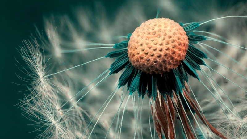 flower, flowers, seed, summer, dandelion seed, 4K, dandelion