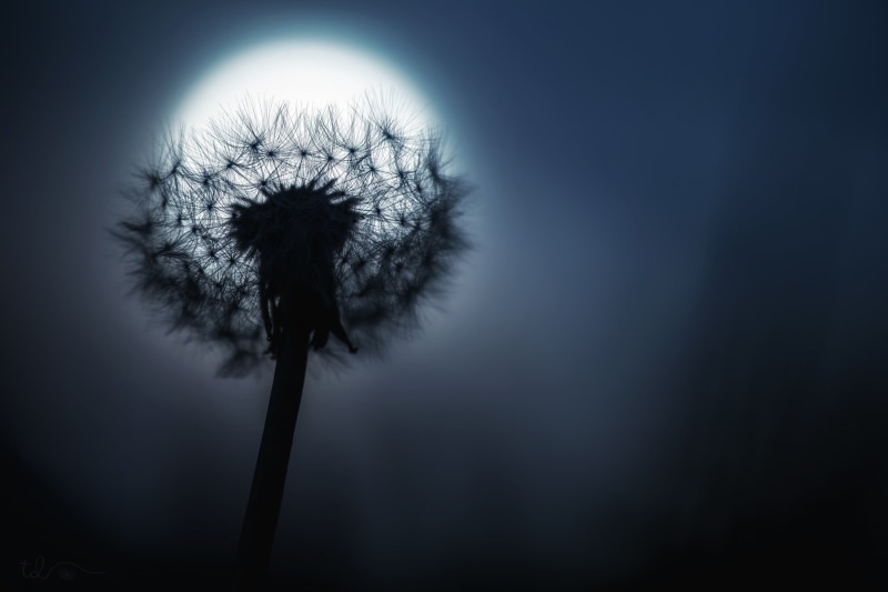 nature, no people, close-up, dandelion, macro, flower, uncultivated, photography, beauty in nature, silhouette, dandelion seed, flowering plant, freshness