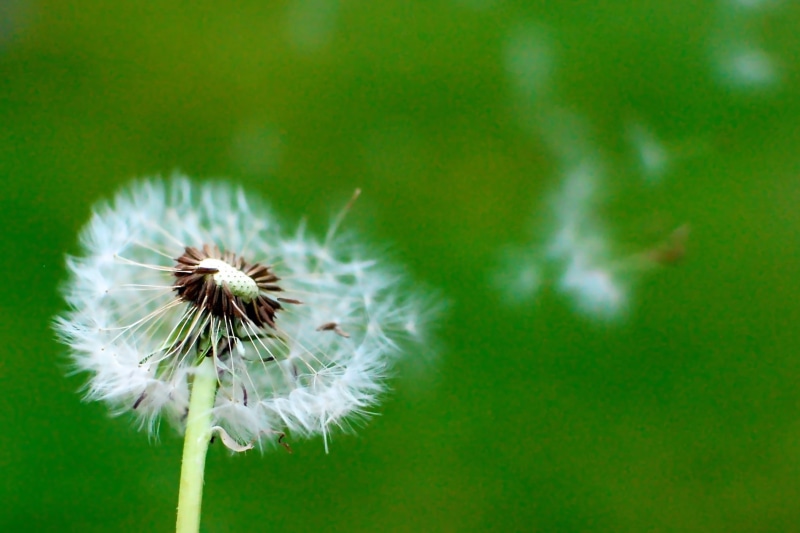 seed, blow, fluffy, Weeds, dandelion, close-up, wind, summer, white, shallow focus, single Flower, weed, 1080P, flower, springtime, focus, shallow, nature