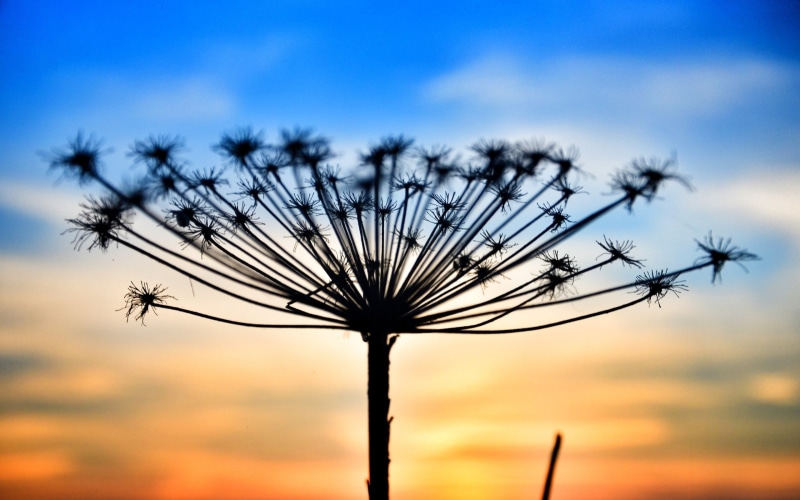 dry grass, dandelion, no people, 2K, close-up, growth, sky, tranquility, nature, freshness, focus on foreground, beauty in nature, silhouette, flowering plant