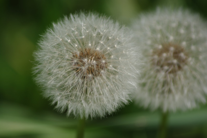 macro, 4K, shallow focus, summer, flowers, plant, dandelion, flower, single Flower, photography, seed, daytime, nature, shallow, close-up, focus, fluffy