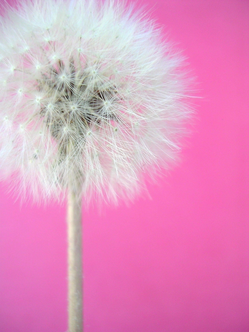 dandelion, flower, close-up, fluffy, single Flower, white, summer, pink  white, plant, 1080P, seed, nature