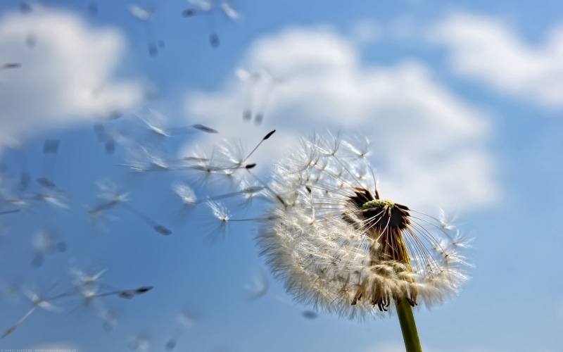 springtime, fluffy, stem, flower, fragility, white, softness, meadow, fly, flower head, blue, 2K, plant, day, summer, white color, seed, close-up, grass