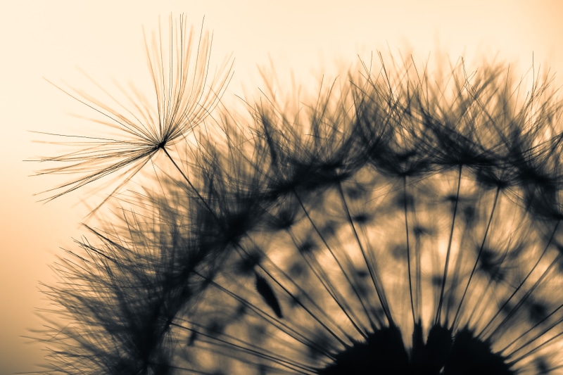 close-up, summer, silhouette, Wheel, photography, flower, micro, seed, 5K, plant, Makro, Dandelion, Macro, nature