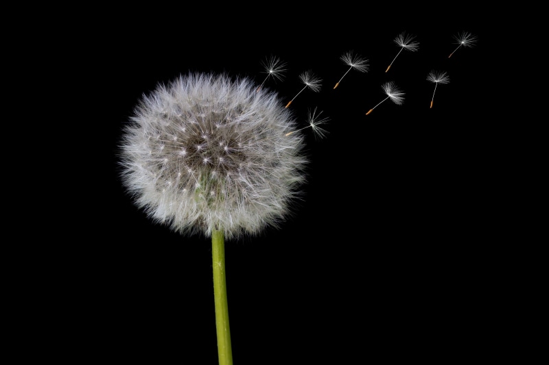 flower, inflorescence, common dandelion, garden, spring, flowering plant, beauty in nature, nature, copy space, umbrella, close-up, studio shot, softness