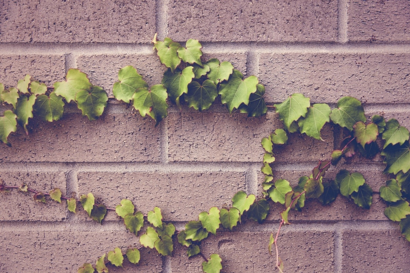 red, vine, backgrounds, wall, ivy, green, nature, outdoors, textured, brick, college, plant, no people, lazy, concrete, day, growth, 5K, architecture