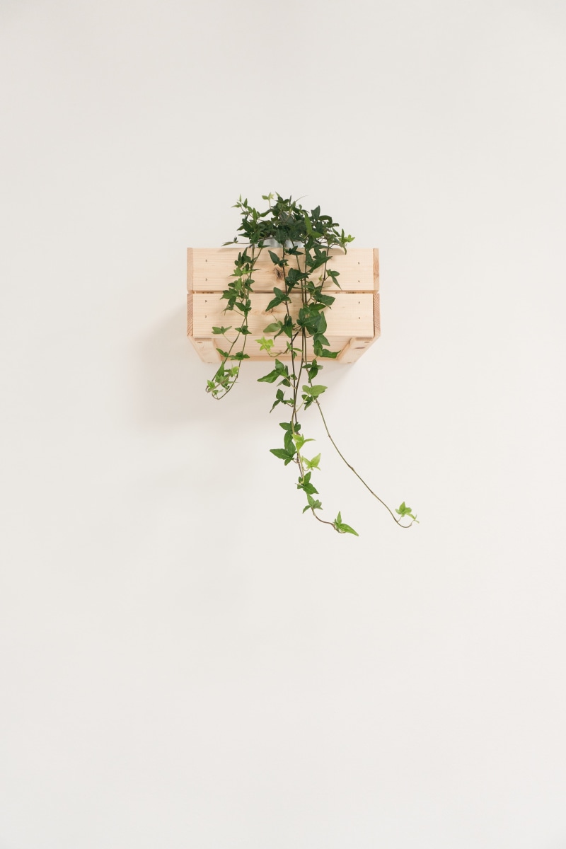 wall, nature, white background, minimalist, flower head, plant, english, flowering plant, 5K, design, cut out, vine, fragility, ivy, beauty in nature