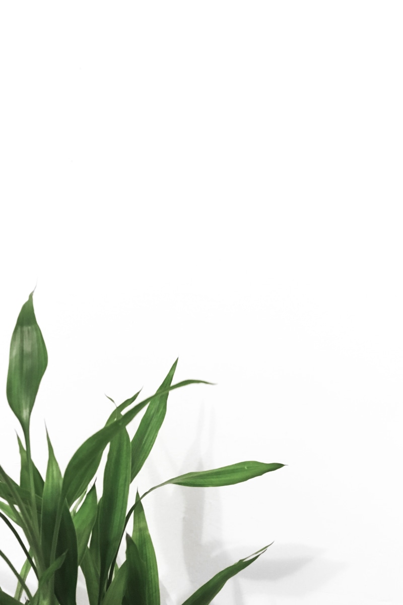 background, nature, copy space, white color, wall, leaf, leaves, minimalistic, vulnerability, studio shot, cut out, indoors, white background, green color