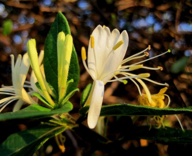 beauty in nature, plant, no people, dainty, flower, freshness, bloom, delicate, green, day, petal, fragility, leaf, close-up, growth, flowering plant, plant part