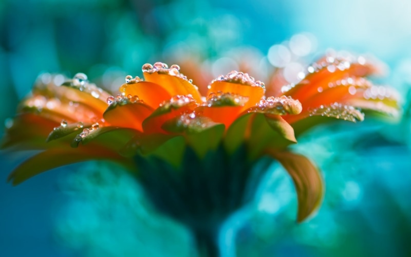 water, beautiful, flower, rose, bright, drops, lucid, 1080P