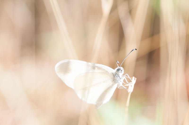 nature, beauty in nature, biology, moth, animal themes, fauna, lucid, no people, fragility, day, body, butterfly - insect, close-up, wing, grass, selective focus