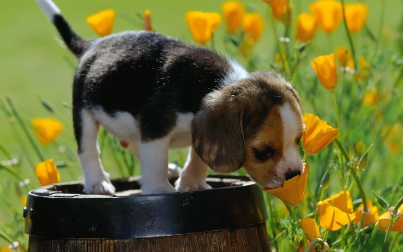 animals, Beagles, puppies, baby animals, yellow flowers, 1080P, dog, nature, barrels, field