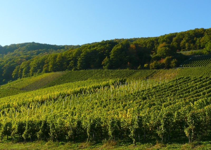 tranquility, plant, wine growing area, wine, nature, day, green color, vine, outdoors, crop, rural scene, landscape, wine region, growth, land, vines, plantation