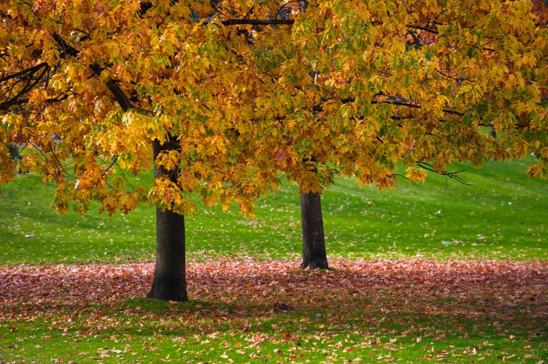 chinatown, orange Color, season, october, gang, 8G, yellow, outdoors, leaf, forest, leaves, red, 70-200mm, nature, multi Colored, NIKKOR, colour  yellow