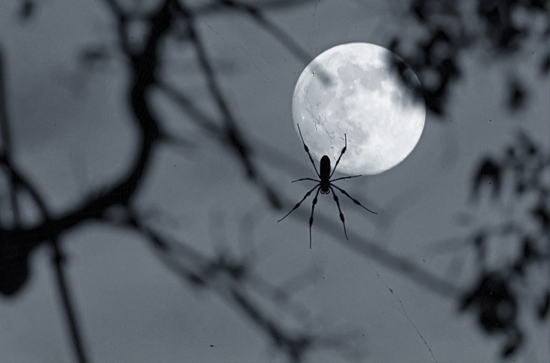 plant, selective focus, close-up, no people, focus on foreground, beauty in nature, plant part, animal, tree, spider, moon phases, animals in the wild