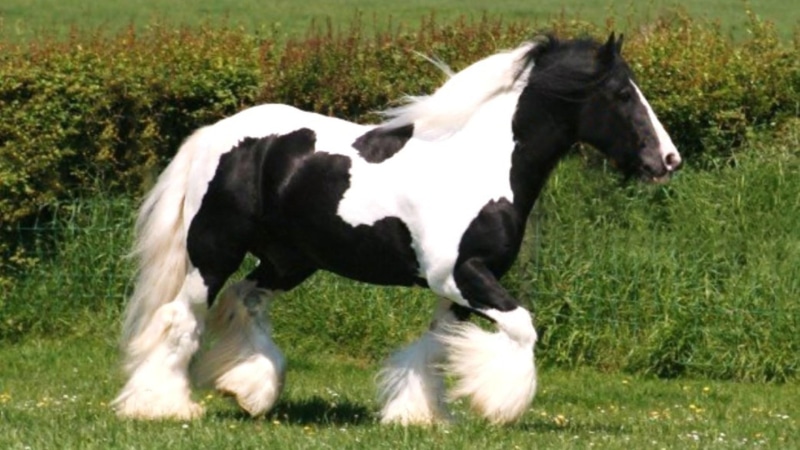 black and white horses, horse, 1080P, nature, ponies, gypsy horse, gypsy, animals