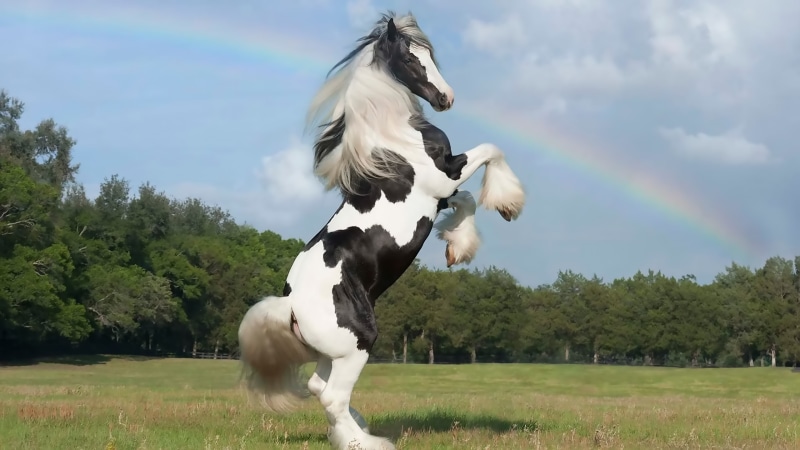 standing, horse, desktop, legs, 2K, gypsy, vanner, two