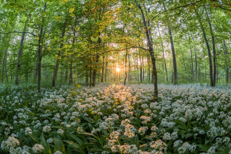 sunset, wild vegetables, flowers, outdoors, no people, tranquil scene, medicinal plant, growth, naturopathy, sun, bears garlic, landscape, spring, vegetable plant