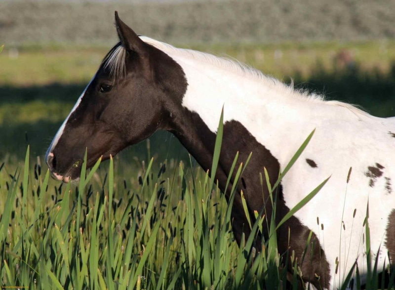 nature, paint horses, gypsy, vanner, field, animals, white, horse, black, gypsy vanner horse, fields, 1080P
