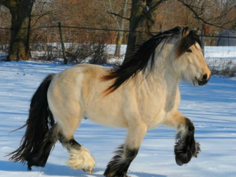 horses, 480P, hd, art, gypsy, vanner, animals