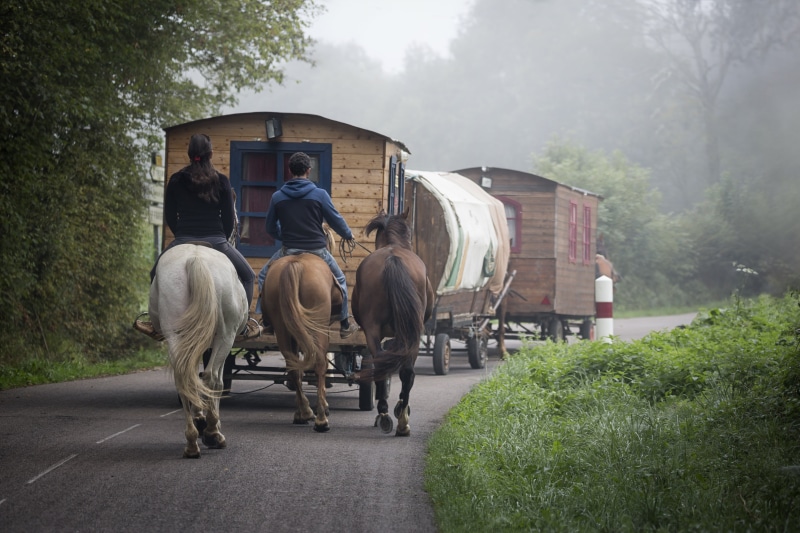 horsedrawn, hair, vacences, pets, bohemia, 5K, group of animals, domestic animals, animal wildlife, horse Cart, mammal, gypsy, holiday, horses, travel