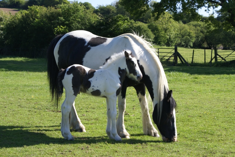 eating, mane, animal themes, mammal, land, grass, mare, baby, natural, green, sunlight, graze, ranch, pasture, coloured pony, black, colt, equestrian, gypsy horse