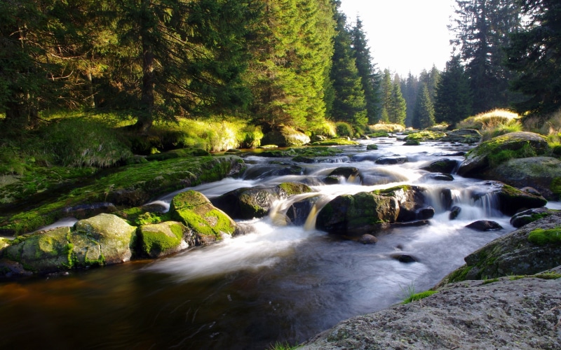 Trees, Czech, Bohemia, 2K, River, Republic