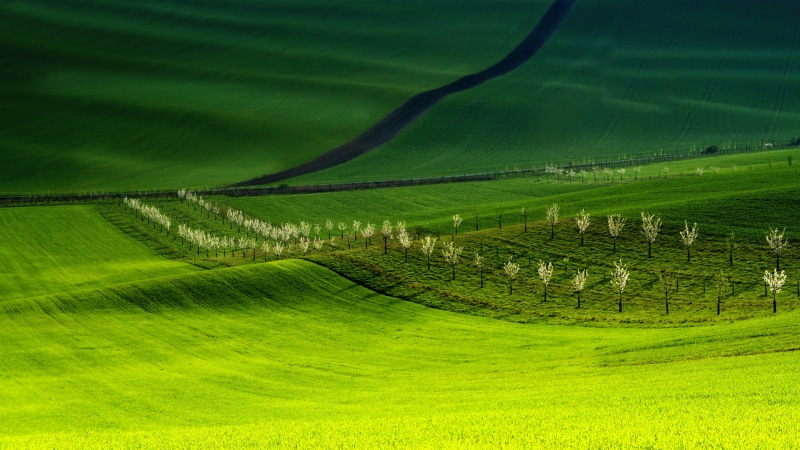 tranquility, czech republic, plantation, biozones, bohemia, 5K, czechia, environment, grass, landscape, south moravia, scenics - nature, plant, green