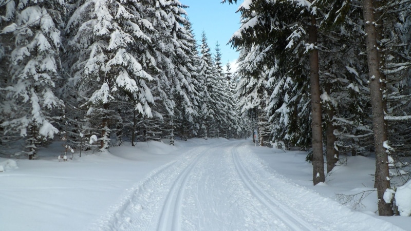 tree, beauty in nature, Sumava, trees, white color, no people, plant, covering, direction, tranquil scene, Prášily, land, extreme weather, tranquility