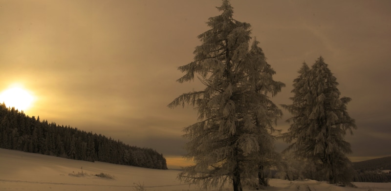 forest, scenics - nature, mountains, the evening, winter, coniferous tree, field, snow, Bohemia, pine tree, tranquility, Sumava national Park, landscape