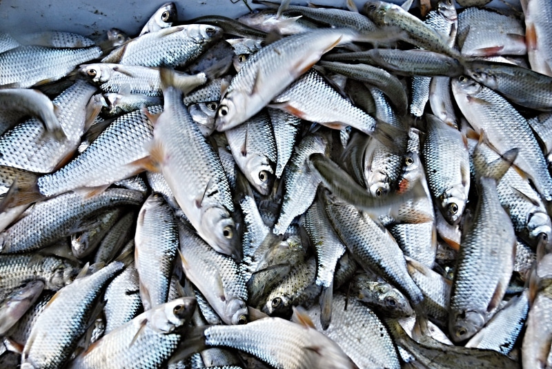freshness, south bohemia, silver colored, full frame, food and drink, fish market, harvesting, abundance, market, ledenice, fishing industry, no people
