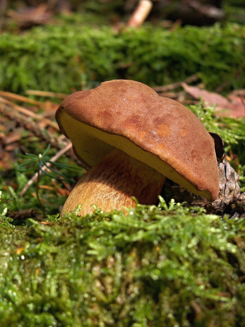 food, selective focus, plant, moss, growth, bun, macro, surface level, south bohemia, nature, mushroom picking, vegetarian Food, mushroom, boletus, freshness
