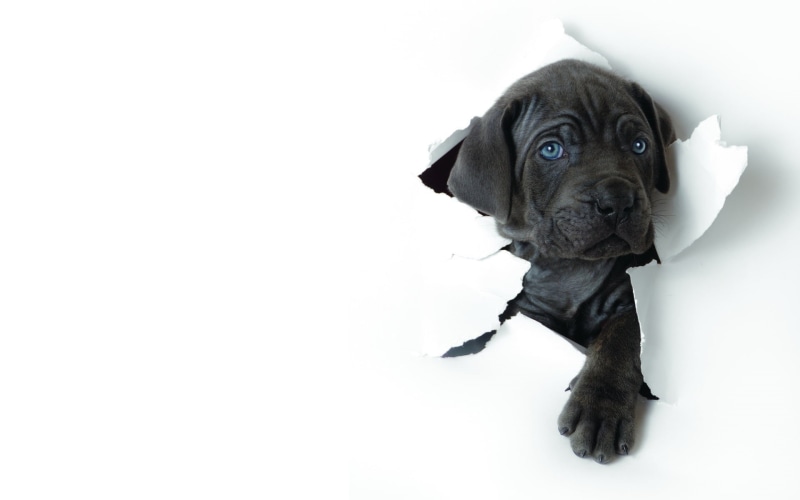 small, sitting, white Background, pets, ragged, vertebrate, purebred Dog, high angle view, indoors, white, pug, animal themes, humor, puppy, paper, dogs