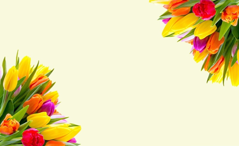 flowering plant, flowersbouquet, Bunch, Border, flowerbouquet, Invitation, Colors, Blooming, flower arrangement, Tulips, springflowers, two, Yellow, flower