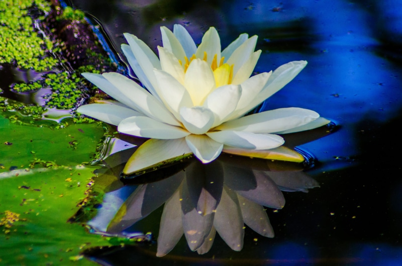 no people, style, flower head, summer, watercolor, flowering plant, purple, close-up, pink, garden, environment, growth, water lily, lilly, fragility, yellow