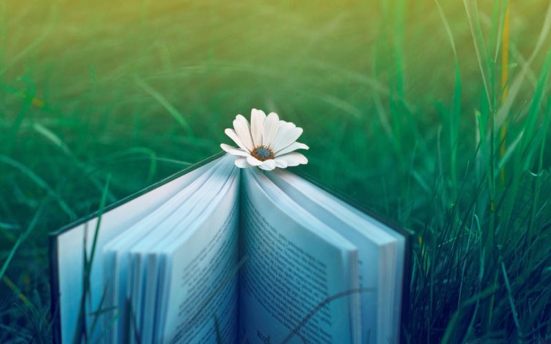 nature and landscapes, beautiful, green, book, grass, 2K, reading, invitation, flowers, nature, photography, invitations