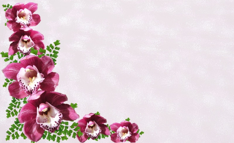 freshness, orchids, copy space, softness, pink color, flowering plant, close-up, fragility, flower, white, maroon, greeting card, growth, petal, arrangement