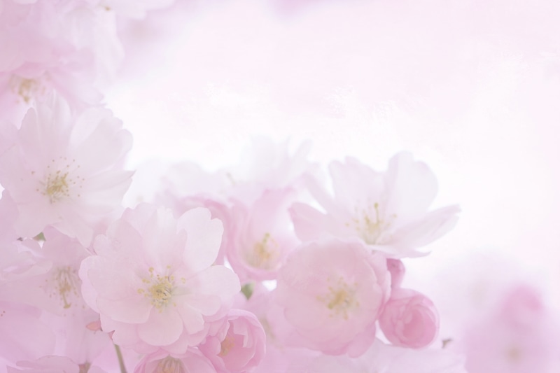 pastel, flower, close up, nature, romantic, tender, cherry blossom, no people, white, blossom, stationery, invitation, country house, beauty in nature